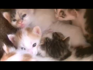 ちゃとらとはちわれ　2階の保護部屋の様子