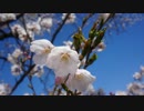 一目千本桜～2011-2014～