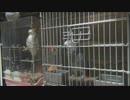 携帯の着信音に「もしもし～」と反応するヨーチャン