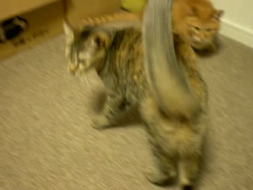 拾いねこ＠生後649/616日　しょっちゅうばとるのも喧嘩するほど仲が良い？