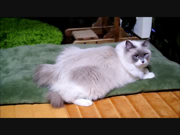 にゅんにゅん独り言をいいながら猛ダッシュする猫はかわいい