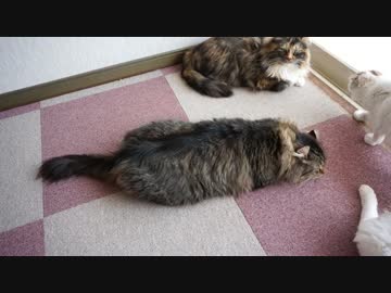 【リア獣】 なまこアザラシなメリー　【猫万歳】