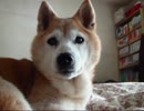 柴犬りょう１７歳（１４年４月１５日）