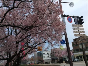 高岡古城公園の桜見に行ってみた2014☆