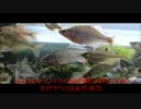 【飼育】タナゴ5種？.mp4