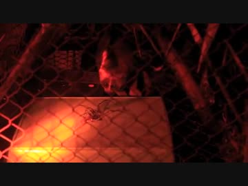 益虫巨大クモくんを狩る淫夢くん