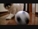 猫とサッカーを楽しむまったりしたひととき