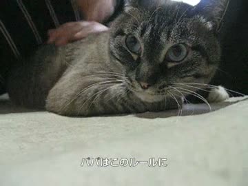 猫界のサムライ ジャンくん独特の甘え方