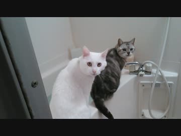 飼い主の言葉に従うかしこい猫達