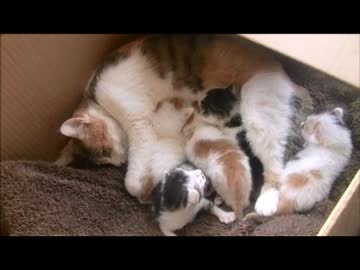 ちゃとらとはちわれ　2014　動画です