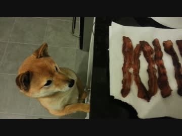 ベーコンが欲しくてしかたがない柴犬