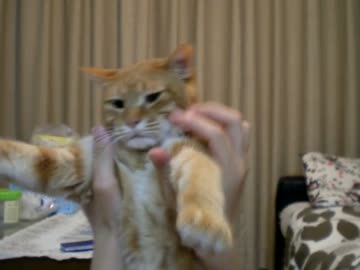 拾いねこ＠生後651/618日　だんしんぐあこにょん