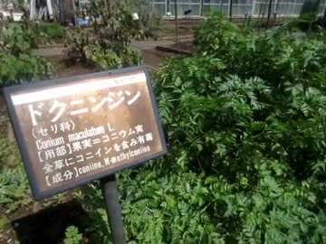 薬用や有毒植物がある　星薬科大学の薬用植物園