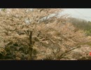 桜吹雪