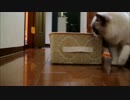 箱!! 猫!!