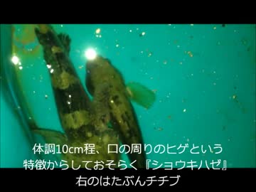 【かーびーの釣り日記】22 いつもの名古屋港と揖斐川河口行ってきた