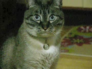 ジャンくんの爪研ぎを修繕しました