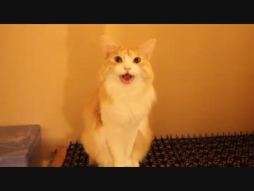 きなこちゃんの猫なで声