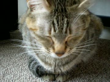 拾いねこ＠生後653/620日　昨日のだけど、4/18分としてうｐ