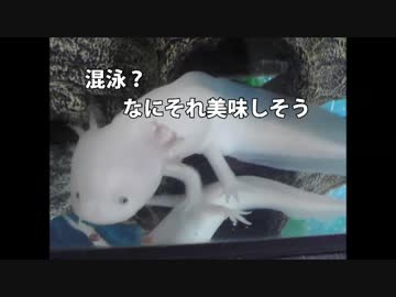 ◆ウーパールーパー飼ってみた◆混泳に挑戦
