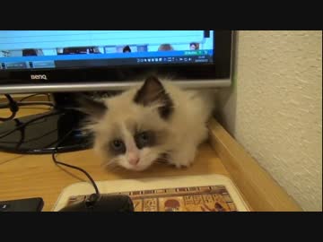 ラグドールのレオ　Vol.19 モニターの裏からいたずらする子猫