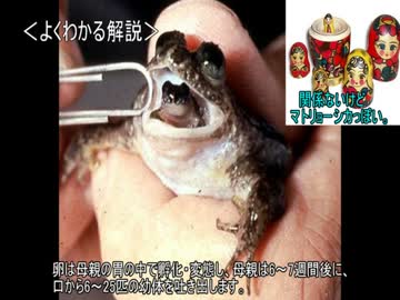 ゆっくり動物雑学「胃の中で…」