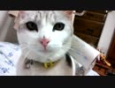 ころころされるのが好きな猫 part2