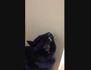 黒猫様とお気に入りの羽根-Master Black Cat and His favorite feather