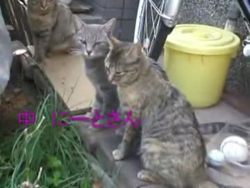 サビ猫さびーちゃんの紹介