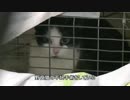 野良猫ゼロを目指すワシントンの活動