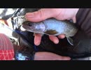 渓流魚が食べたくなって・・・