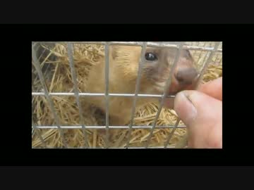 癒し系ペット4