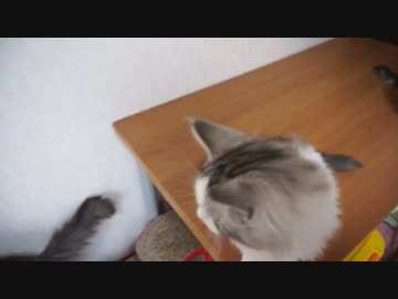 【リア獣】 なでなで　【猫万歳】