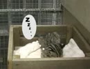 台湾ヤマネコ＝石虎の赤ちゃん