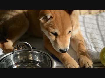 きょうのまめちゃん01
