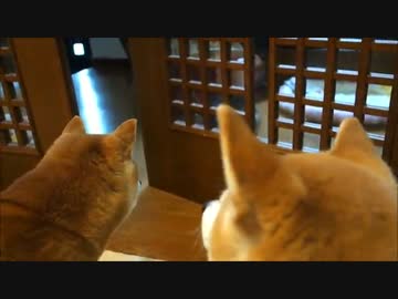 猫のドア閉め遊びを見学する柴犬たち