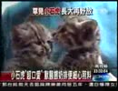 ショベルカーの下にいる石虎