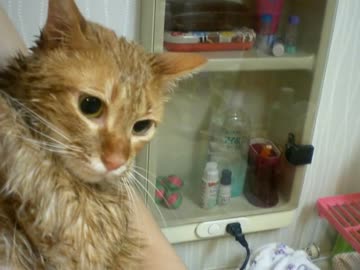 拾いねこ＠生後655/622日part1　濡れたら幼い顔立ちになりますネー