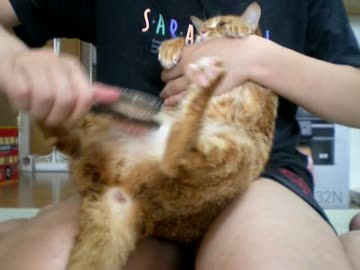 拾いねこ＠生後655/622日part2　ブラッシングアコにょん