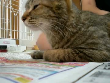 拾いねこ＠生後655/622日part3　ブラッシングつきにょん