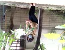 5/2〜4東京芸術劇場にて！#34ダンスニュース"ブサかわ犬わさお駅長就任"