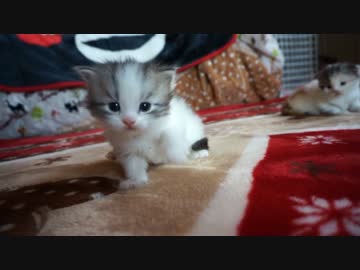 【リア獣】 小さき頃　【猫万歳】