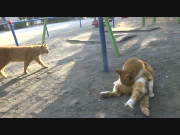 公園にいる野良猫たちに丸一日密着してみた