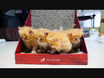 【マンチカンズ】マンチカンの子猫がとまらない【回想】