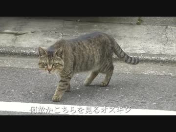 野良オス猫、メス猫をナンパするもあり得んくらい拒絶される