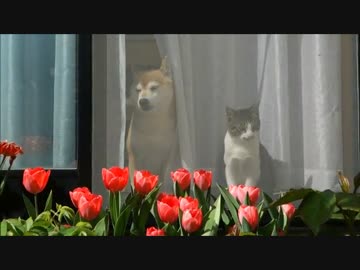 網戸越しの猫と柴犬とチューリップ