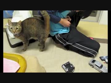 みゅうとラムがお兄ちゃんと遊んでるだけの８分間