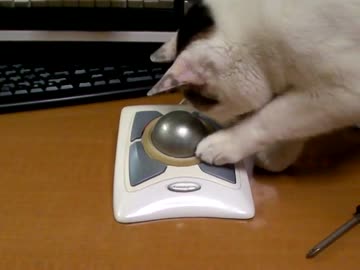 【猫】トラックボールで遊ぶ【デン】