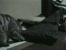 猫とフェレット。