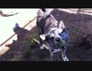 【秋田犬】それでも僕は遊ぶことをやめない！【海くん】